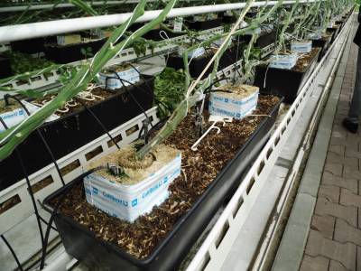 Tagesfahrt der Senioren-Union Beelen zur Gartenwelt  - 